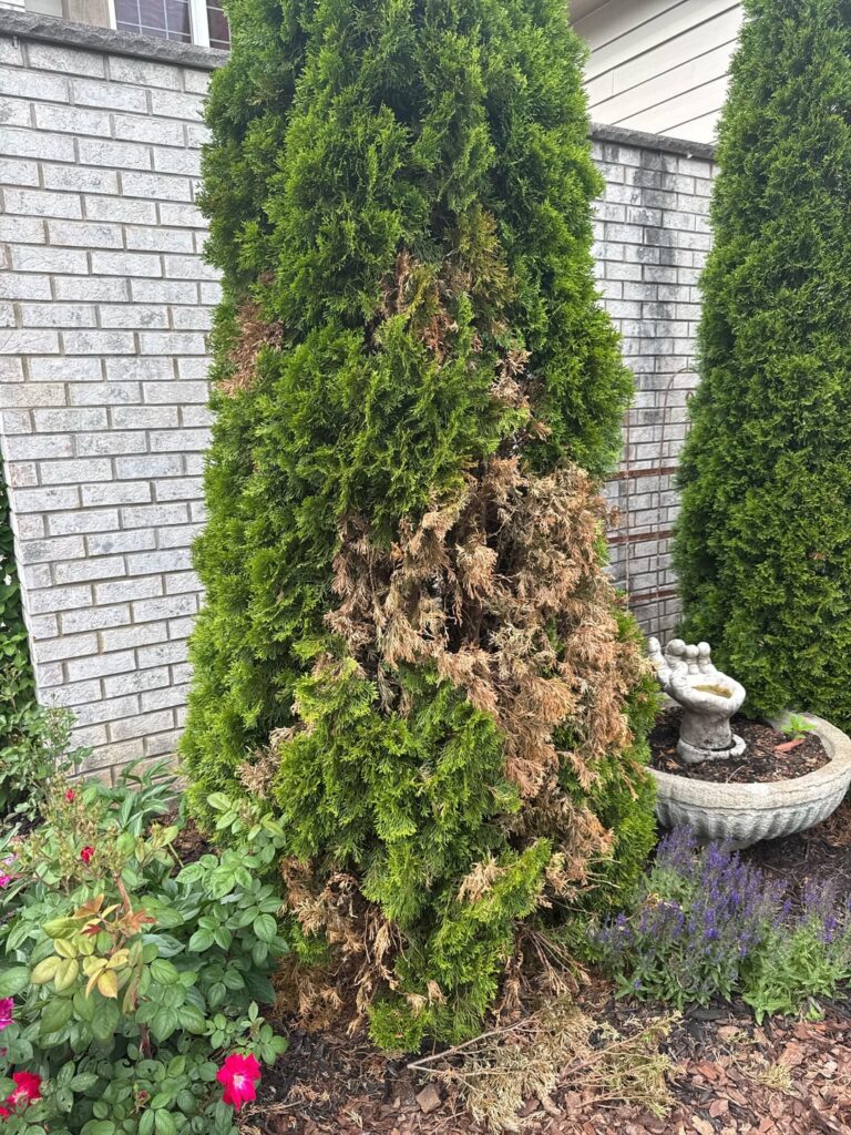 Some branches of my evergreens are brown but only started happening this year Some branches of my evergreens are brown but only started happening this year