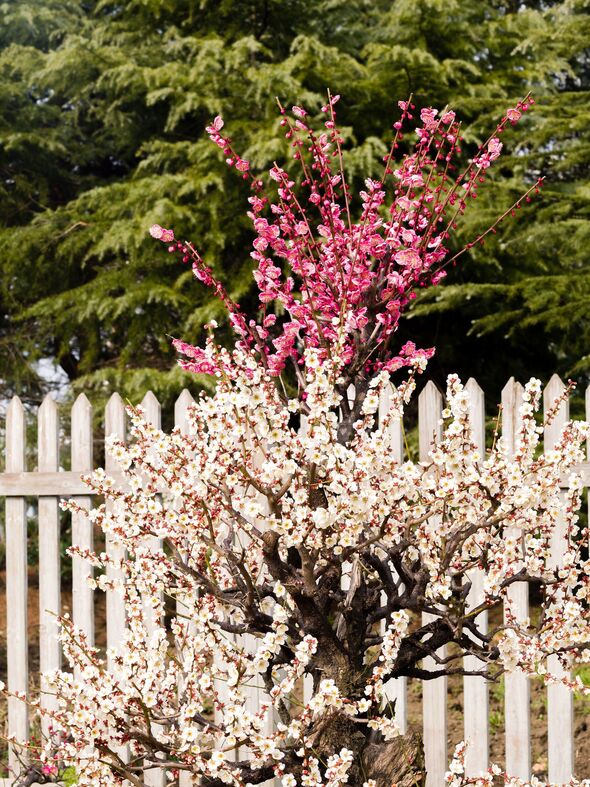 Flowers in spring series: plum blossoming in spring