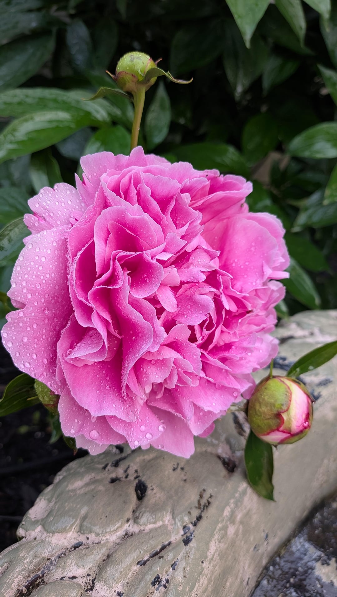 Peony season in eastern Canada 🩷 - All For Gardening