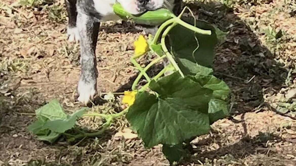 A dog holds a cucumber in its mouth while standing among leafy plants on the ground.