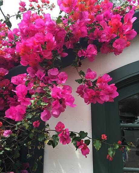 fast flowering vines bougainvillea on a garden wall