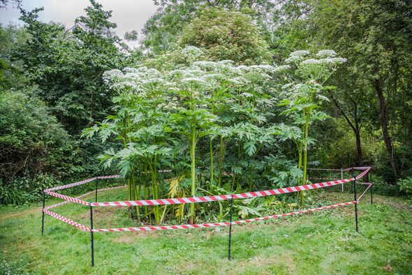 giant hogweed dangerous plant England summer giant hogweed dangerous plant England summer