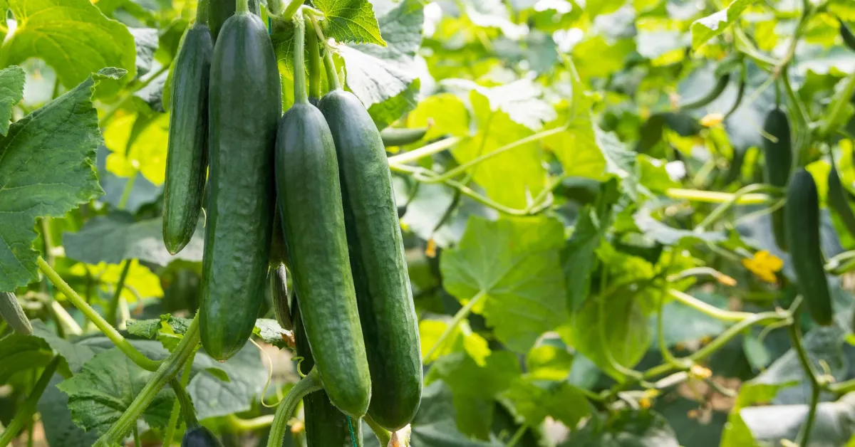 Growing cucumber at home
