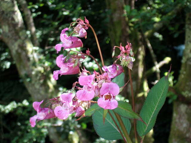 When the balsam dies back in winter, the weakened banks, lacking natural reinforcement, are left vulnerable to significant erosion, impacting river ecosystems and water quality. Image Credits: Wikimedia Commons Himalayan_Balsam_(Impatiens_glandulifera)_-_geograph.org.uk_-_498327