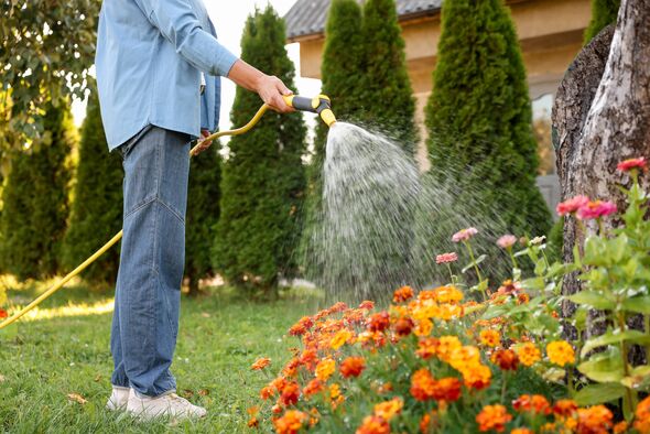 Senior woman watering beautiful flowers with hose in garden, closeup Senior woman watering beautiful flowers with hose in garden, closeup