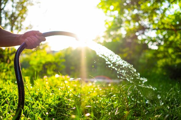 Male hand holding hose with pouring water in a beautiful green garden at sunset. Male hand holding hose with pouring water in a beautiful green garden at sunset.