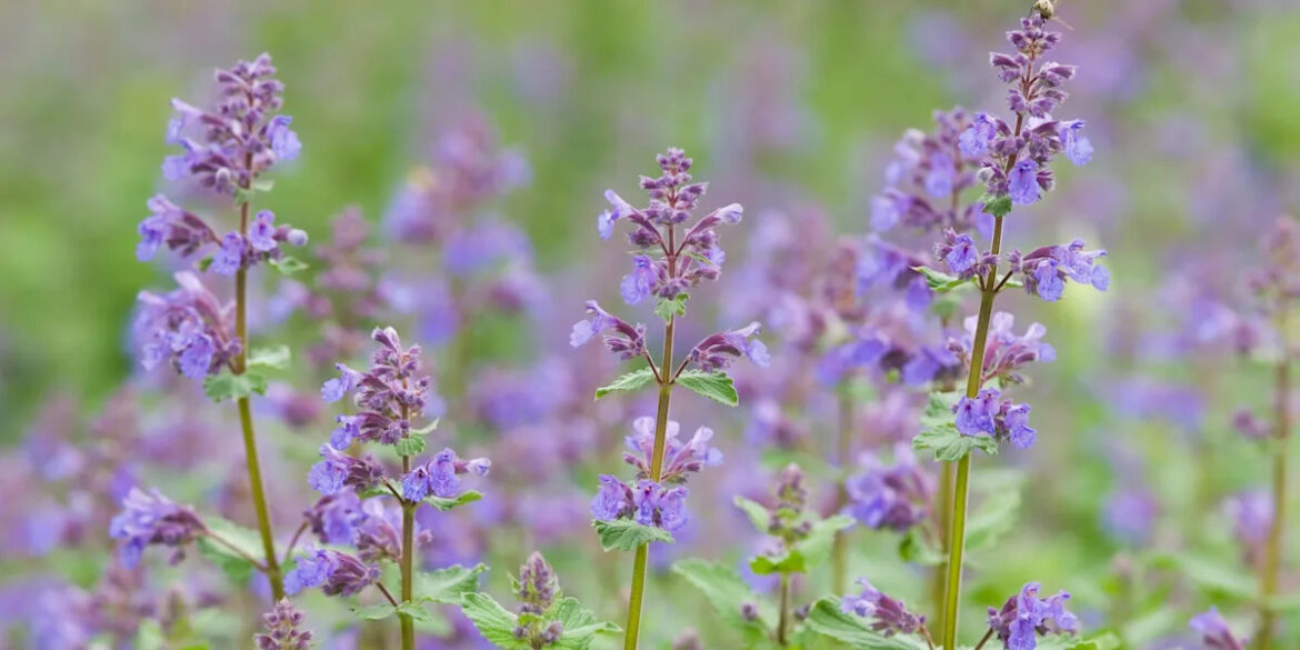 I’m a Garden Writer, and These 11 Hard-to-Kill Plants Have Survived Everything in My Garden Apple App Store