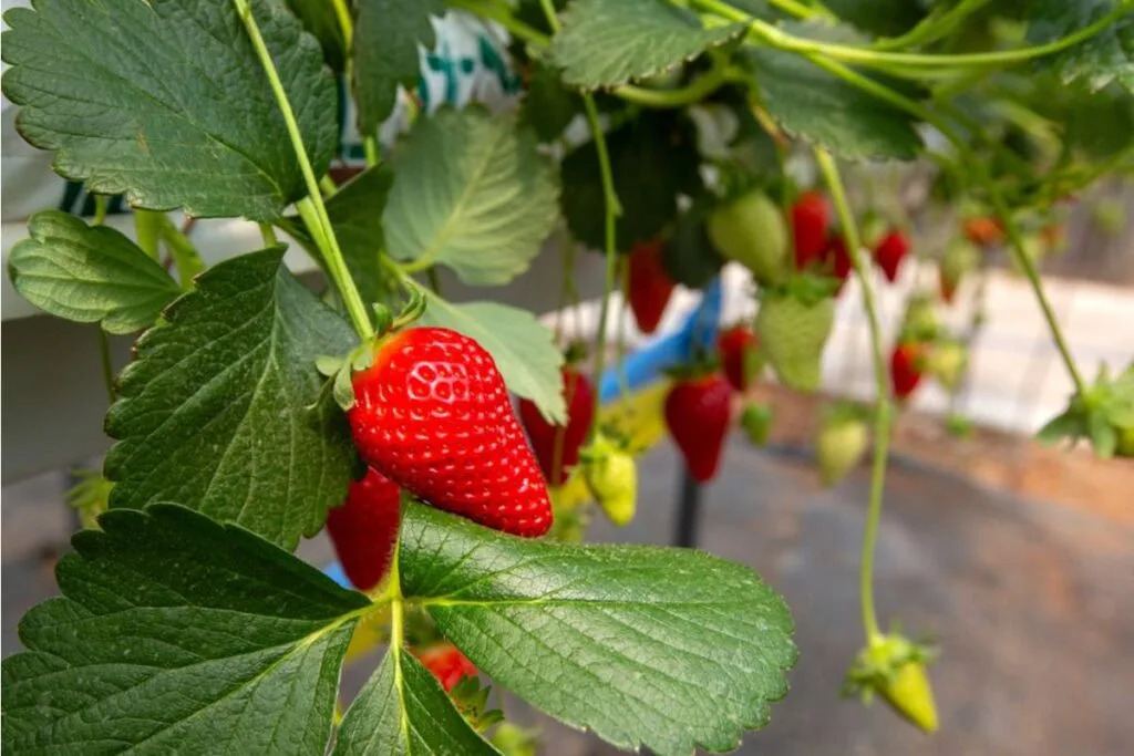 Gardener Says a Neighborhood Kid Kept Picking Strawberries Through Her Fence Every Morning, Now the Parents Are Calling Her Cruel for Putting Up Netting Apple App Store