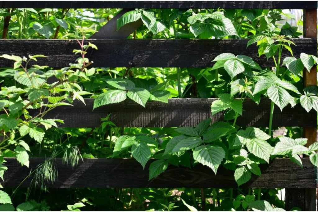 Gardener Says a Neighbor Accused Her of Deliberately Growing Tall Plants to Spy Over the Fence, “She Said My Sunflowers Were Watching Her” Apple App Store