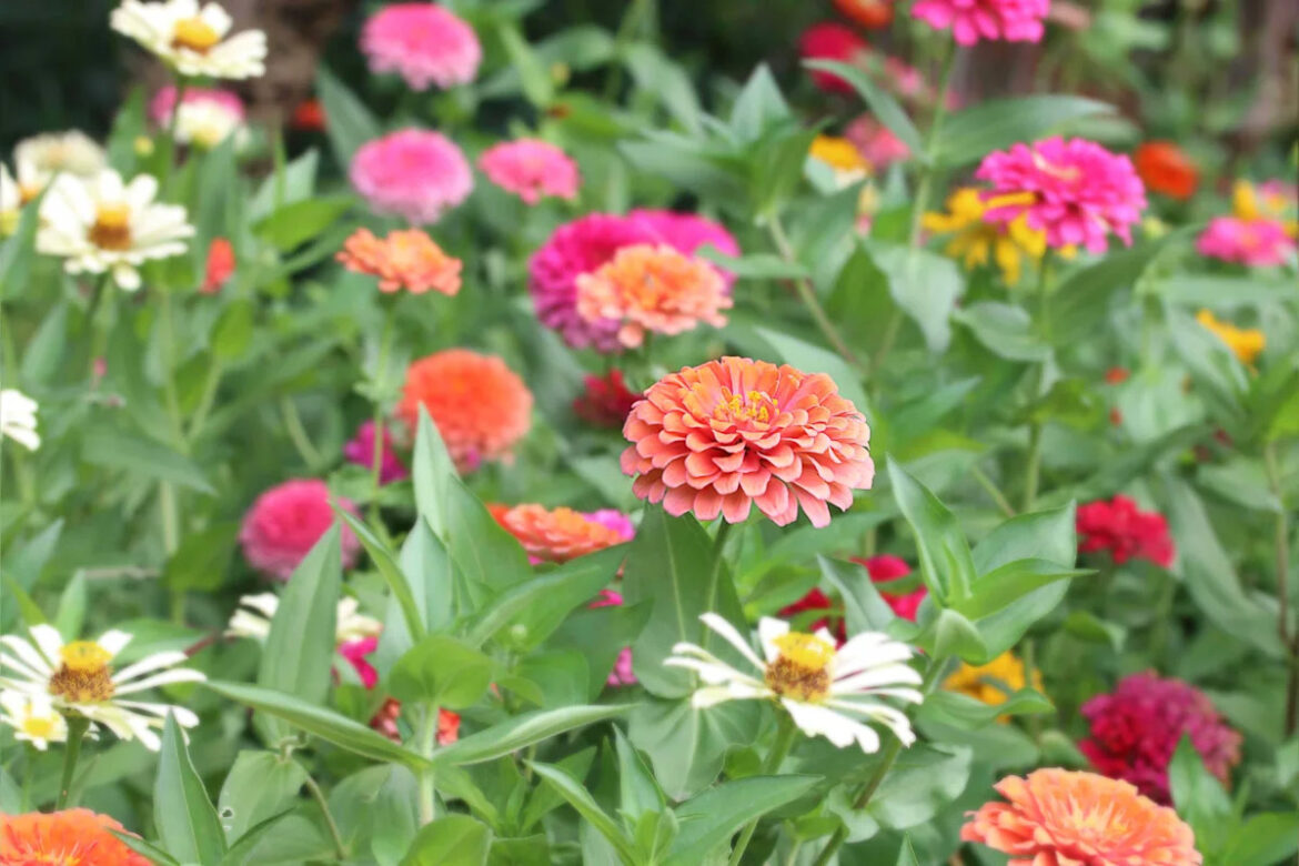 Gardeners Agree This Is the Hardest Annual Flower to Kill—and It Thrives in Blazing Summer Heat Apple App Store