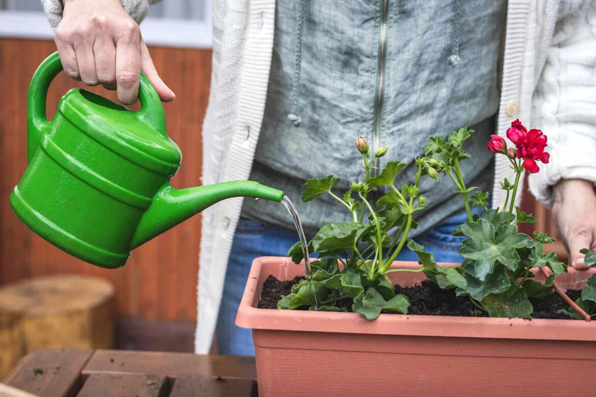 Geraniums Looking Puny? Pro Gardeners Say These 6 Things Could Be To Blame The Spruce