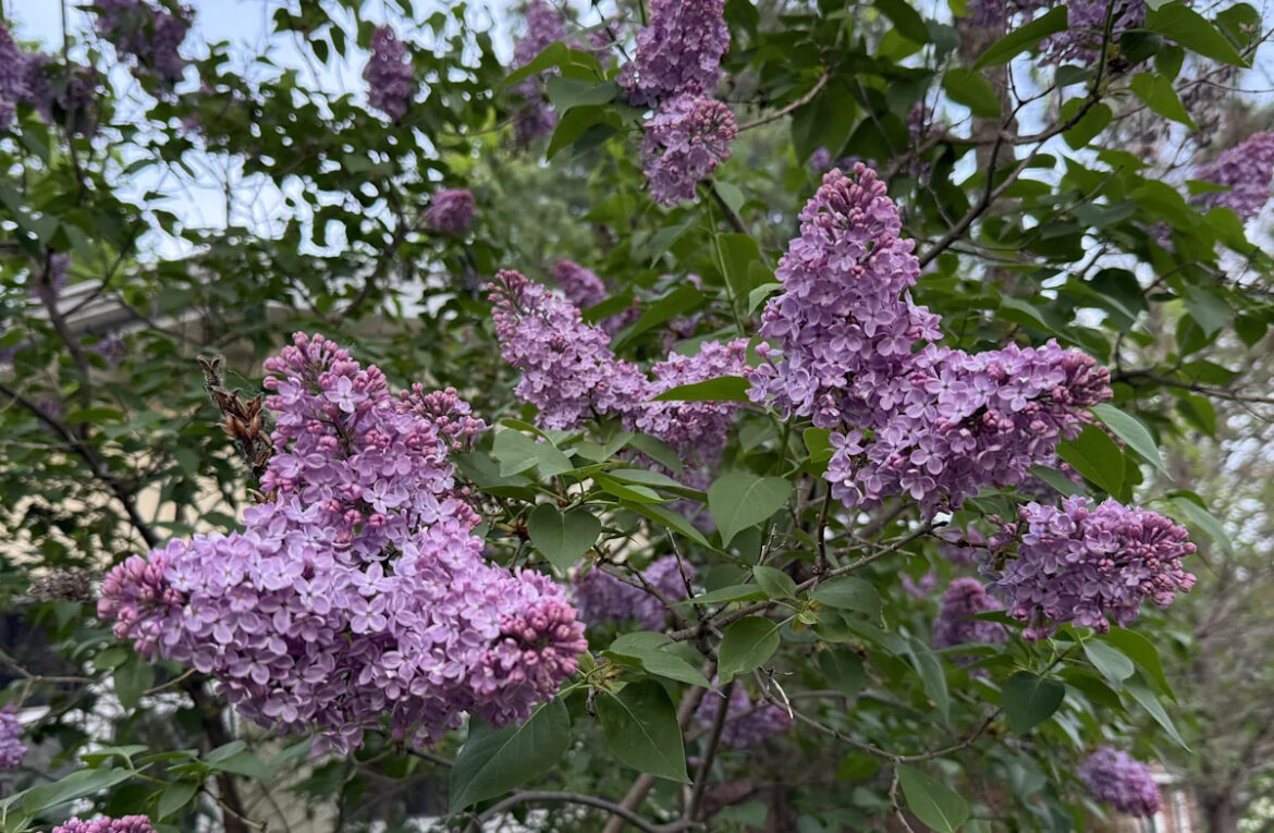 Dakota Gardener: What is ‘normal’? Communicating the variability found in nature Apple App Store