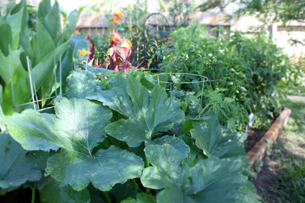 14 Ways to Protect Your Vegetable Garden During a Heat Wave