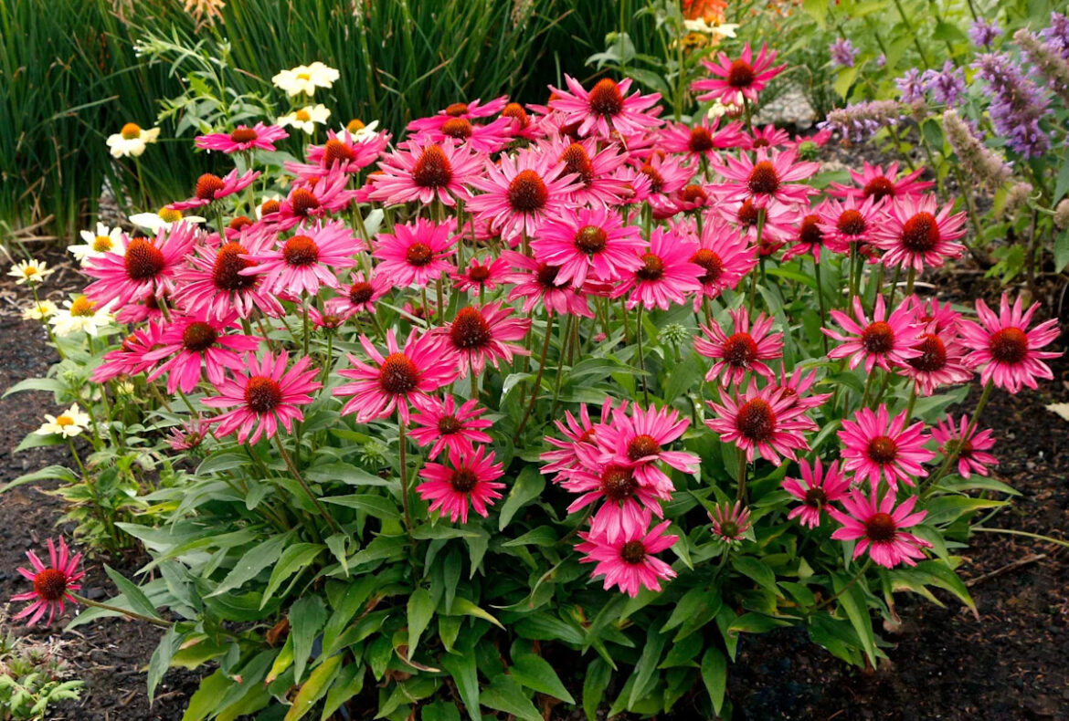 11 Popular Garden Plants That Now Come in Even Better Varieties
