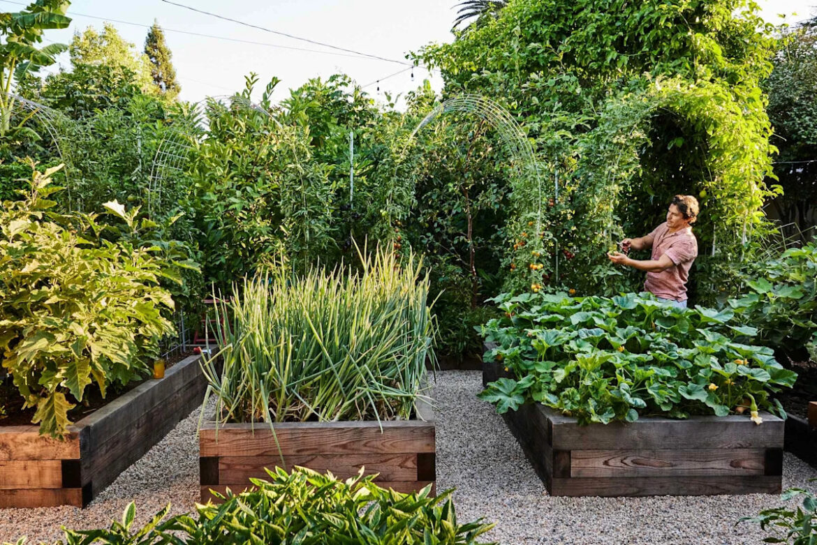 7 Ways to Maximize Your Summer Harvest, According to an Expert Vegetable Gardener 7 Ways to Maximize Your Summer Harvest, According to an Expert Vegetable Gardener