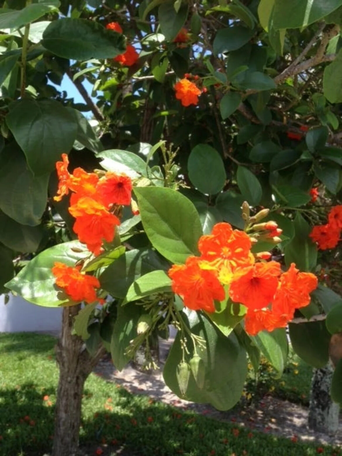 Transform your yard by planting one of these flowering trees