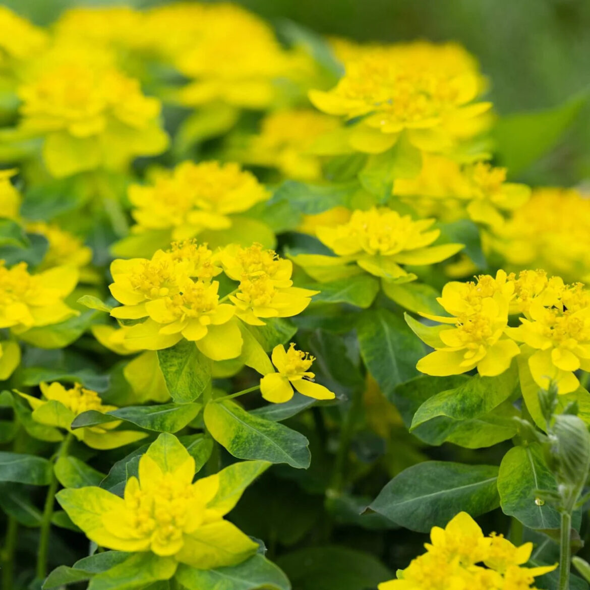 5 Container Plants That (Almost) Never Need Watering – These Gorgeous Drought-Proof Picks Will Thrive All S… 5 Container Plants That (Almost) Never Need Watering – These Gorgeous Drought-Proof Picks Will Thrive All S...