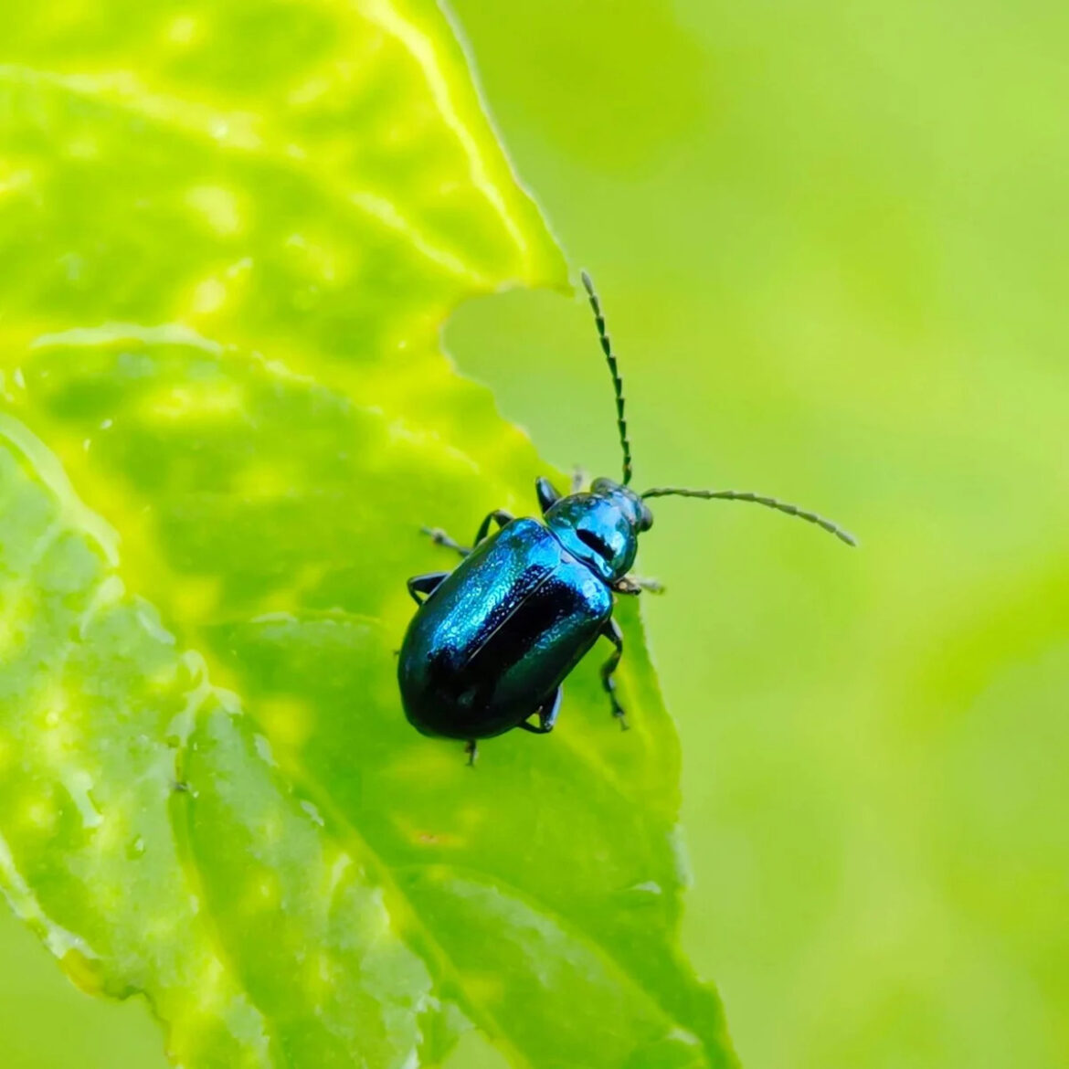 6 Garden Pests to Watch for in June – Don't Wait! Eliminate Them Before They Take Over Your Garden Beds and...