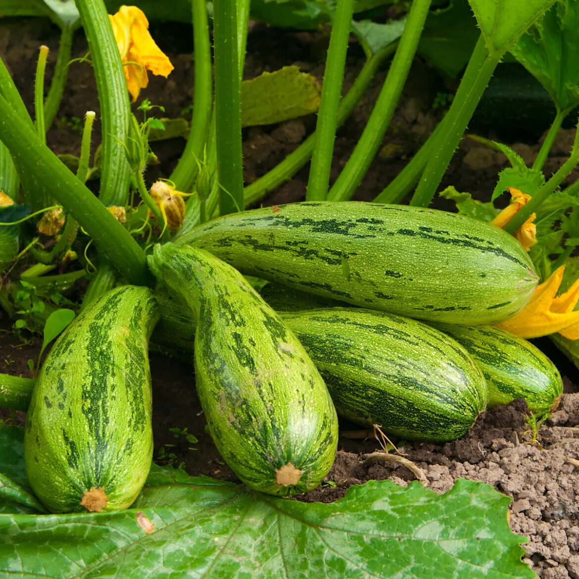 You Can Still Plant These Vegetables in June – Act Now for a Fast Summer Harvest You Can Still Plant These Vegetables in June – Act Now for a Fast Summer Harvest