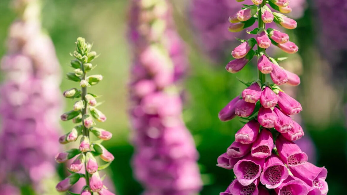 7 Easy-to-Grow Perennials and Biennials to Plant in July – Your 2027 Garden Will Thank You 7 Easy-to-Grow Perennials and Biennials to Plant in July – Your 2027 Garden Will Thank You