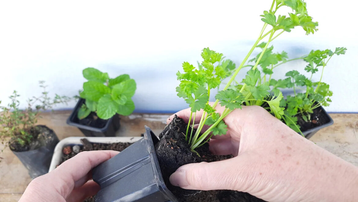 Mistakes Gardeners Make When Transplanting Seedlings Mistakes Gardeners Make When Transplanting Seedlings