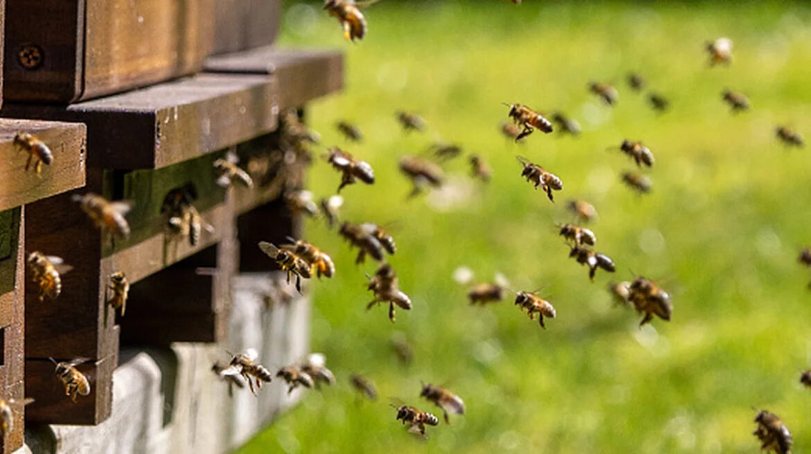 Love The Bees? The Blooming Vine You Don’t Want In Your Garden Love The Bees? The Blooming Vine You Don't Want In Your Garden