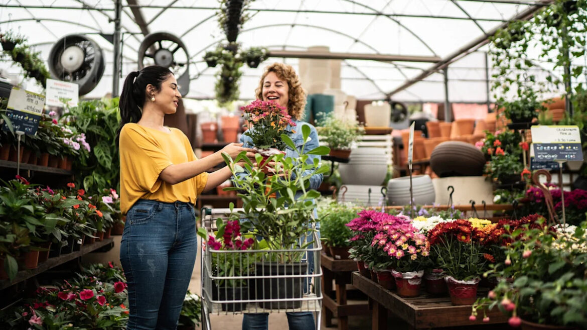 Not Begonias, Not Impatiens: The Annual Flower That Can Take The Heat In The Garden Not Begonias, Not Impatiens: The Annual Flower That Can Take The Heat In The Garden
