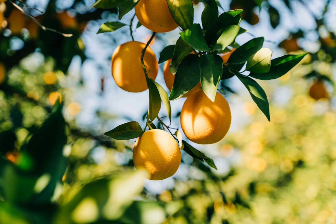 What Happens If You Over-Fertilize Fruit Trees? Gardening Experts Weigh In