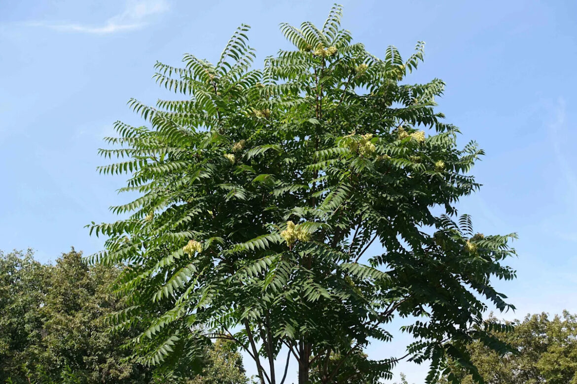 This Invasive Tree Can Take Over Your Yard in Just Months, Experts Warn This Invasive Tree Can Take Over Your Yard in Just Months, Experts Warn