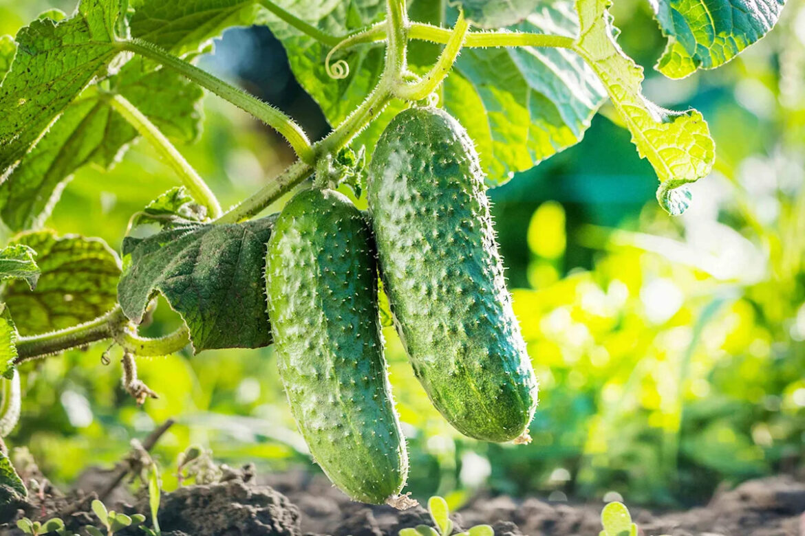 9 Plants You Should Never Grow Next to Cucumbers 9 Plants You Should Never Grow Next to Cucumbers