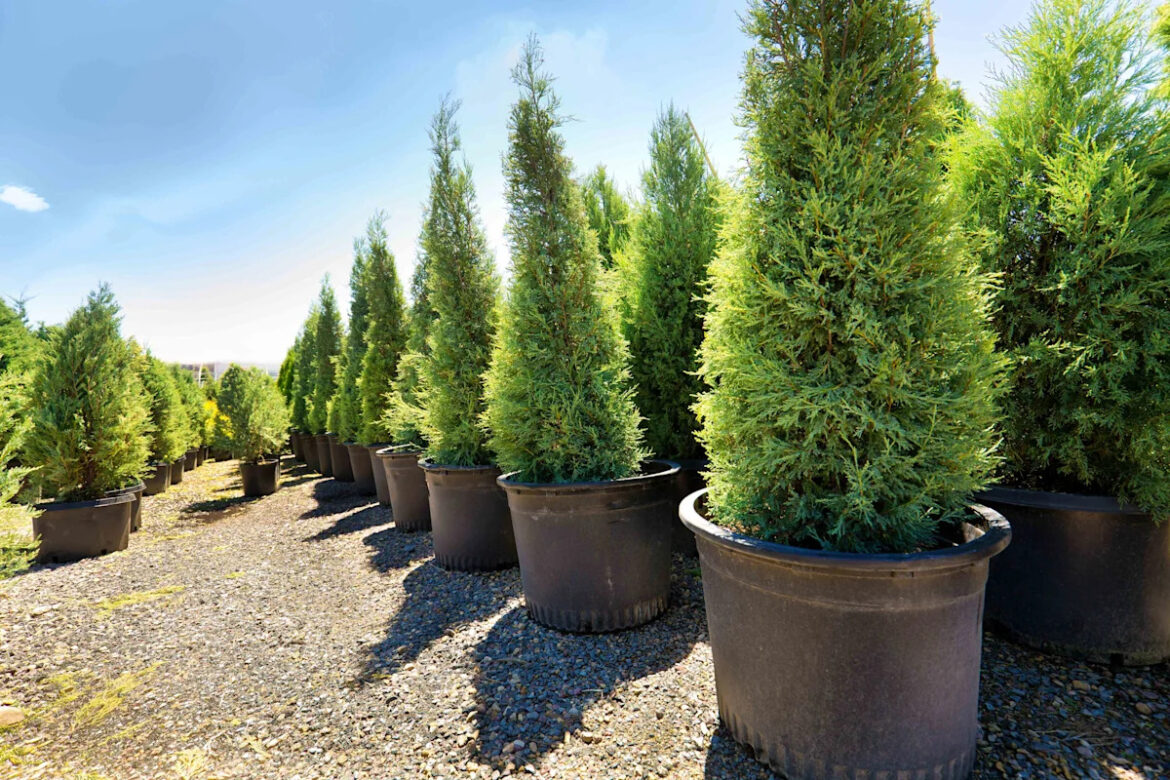 The 9 Best Trees That Thrive in Pots and Containers, According to Plant Experts The 9 Best Trees That Thrive in Pots and Containers, According to Plant Experts