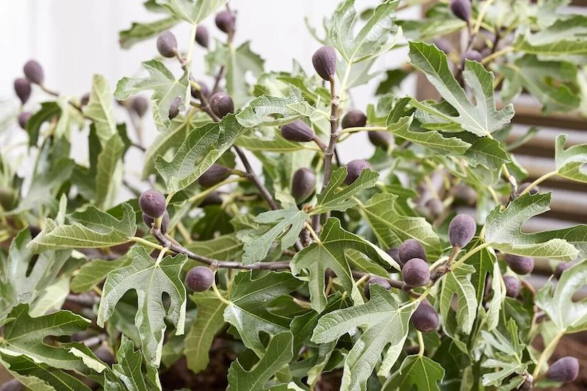 Fig Trees Are Surprisingly Easy to Grow—Here’s How to Get a Bountiful Harvest Fig Trees Are Surprisingly Easy to Grow—Here’s How to Get a Bountiful Harvest