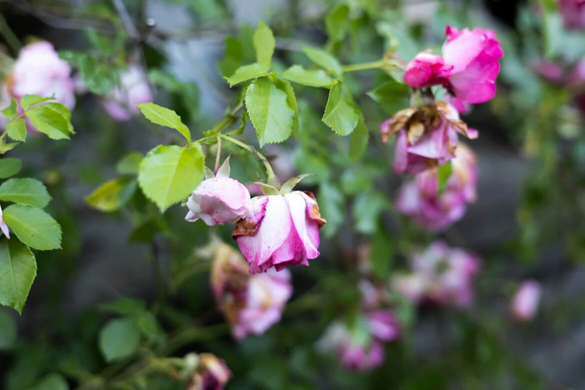 How To Bring A Wilting Garden Back To Life In Extreme Heat How To Bring A Wilting Garden Back To Life In Extreme Heat