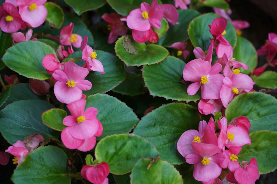 Do You Need To Deadhead Begonias For More Blooms? Do You Need To Deadhead Begonias For More Blooms?