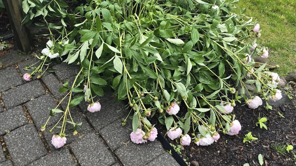New Jersey gardener fears peonies are dead after rain knocks top-heavy blooms flat