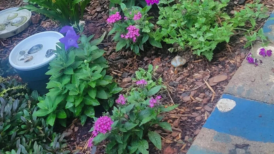 Gardener’s finds in Lowe’s ‘dead zone’ grew into a pollinator paradise for bees and frogs Gardener's finds in Lowe's 'dead zone' grew into a pollinator paradise for bees and frogs