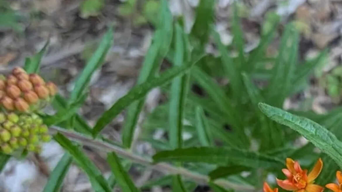 Gardener gives up on native milkweed, then it sprouts everywhere: ‘And then boom’ Gardener gives up on native milkweed, then it sprouts everywhere: 'And then boom'