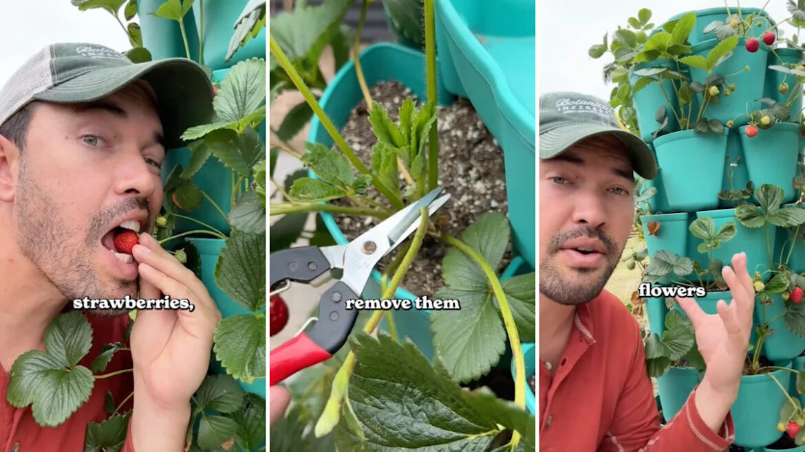 Gardener shares simple pruning hack to produce juicier strawberries Gardener shares simple pruning hack to produce juicier strawberries