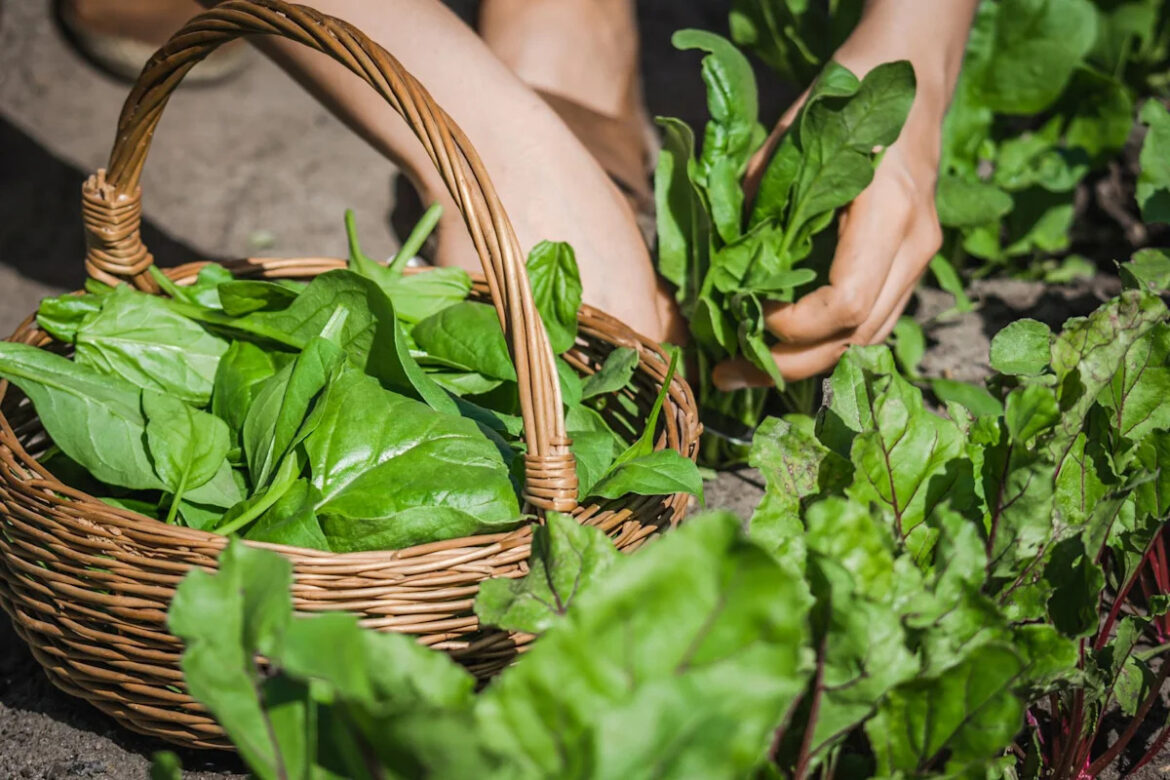 Gardener dumbfounded after cool-season crops become impossible to grow Gardener dumbfounded after cool-season crops become impossible to grow