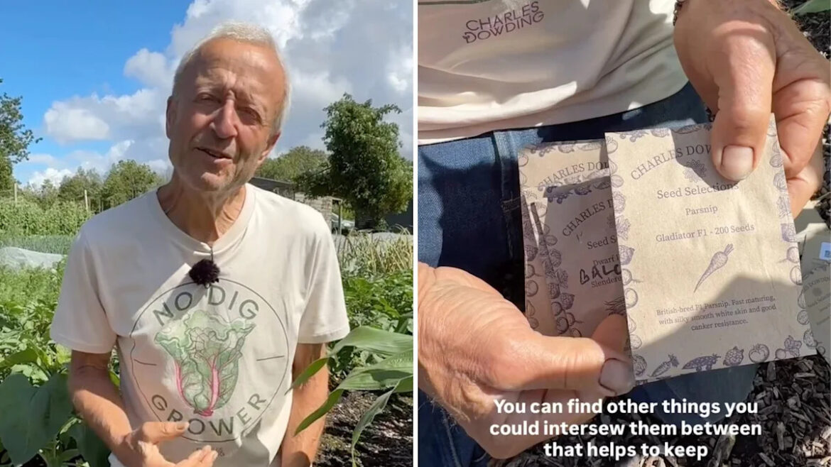 Gardener shares the June sowing trick that keeps vegetable beds full into winter Gardener shares the June sowing trick that keeps vegetable beds full into winter