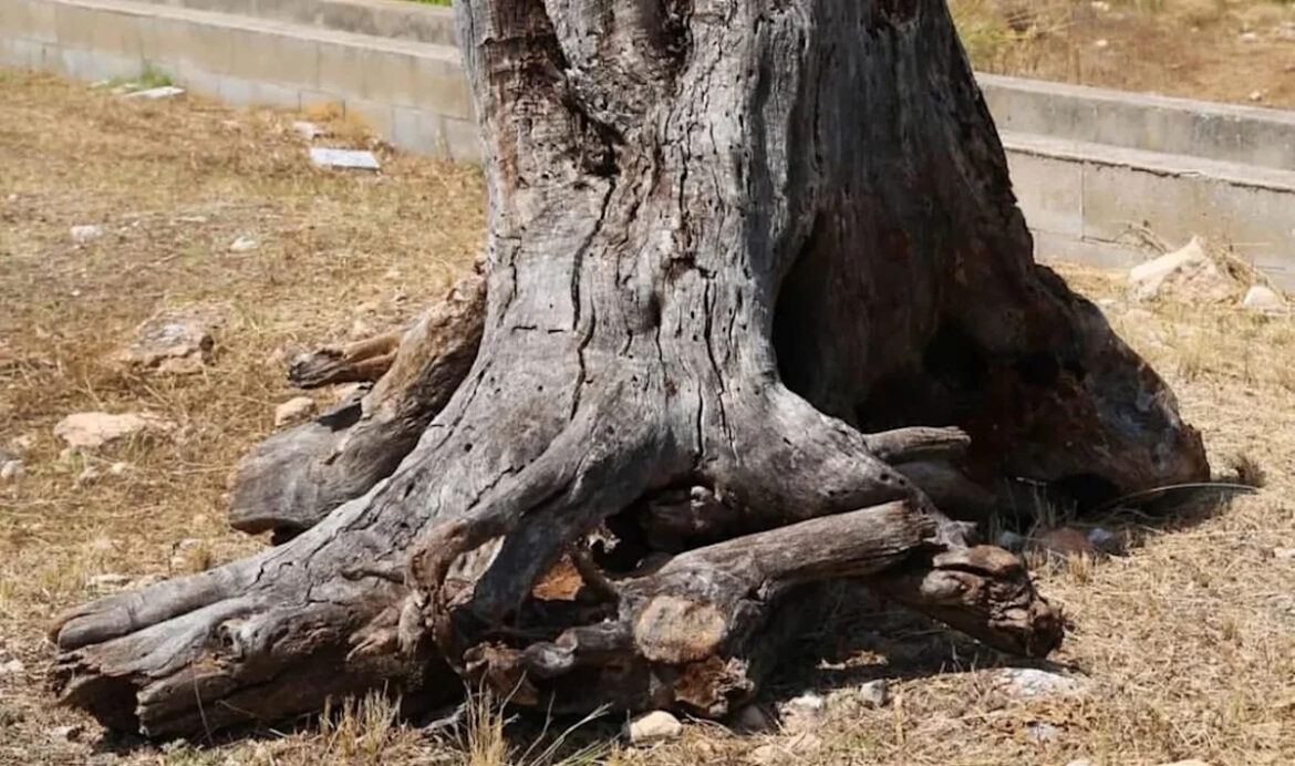 Old tree stump rescued from rot becomes a dreamy succulent planter