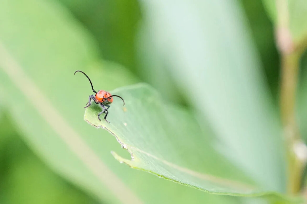 Want a native garden in Cincinnati? Follow these rules Want a native garden in Cincinnati? Follow these rules