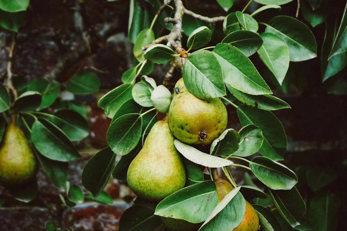 The Case for Fruiting Pear Trees in Home Gardens The Case for Fruiting Pear Trees in Home Gardens