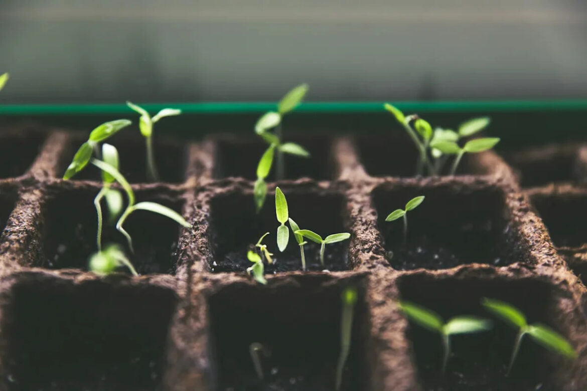 Home Gardeners Can Breed New Plant Varieties by Harnessing Natural Diversity