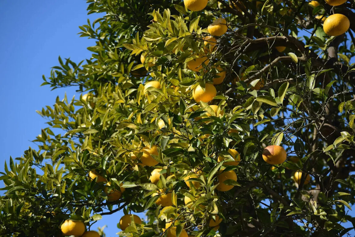 Yuzu: Japan’s Hardy Citrus Now Thriving in US Gardens Yuzu: Japan’s Hardy Citrus Now Thriving in US Gardens