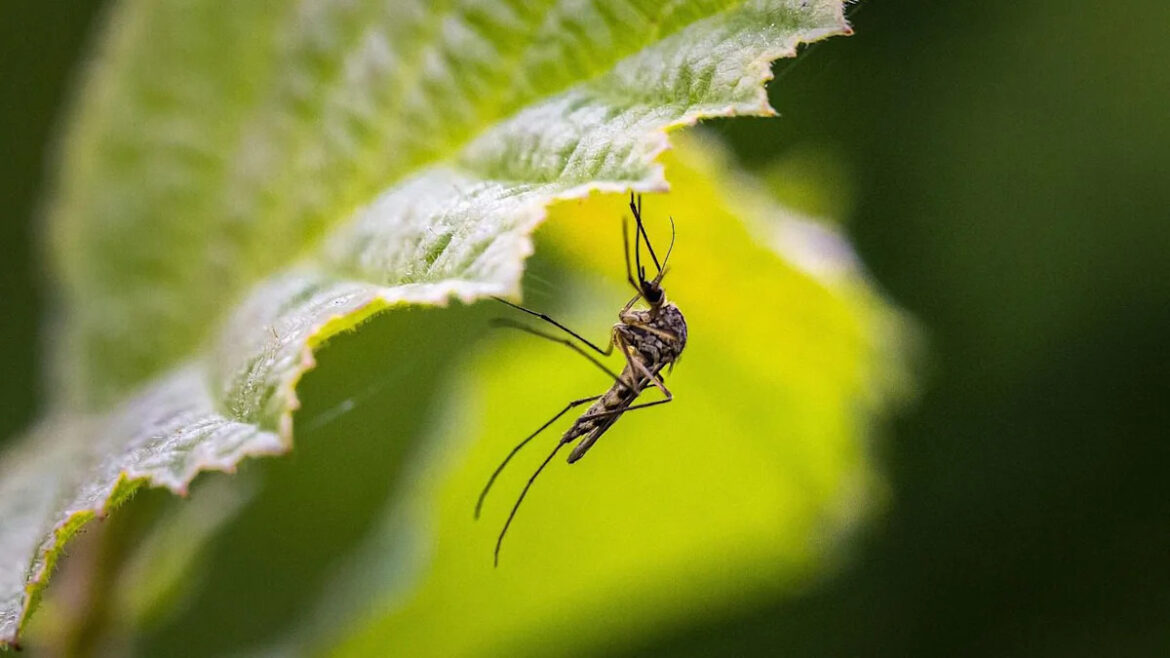 Mosquitoes Play Vital Roles in Garden Ecosystems Mosquitoes Play Vital Roles in Garden Ecosystems