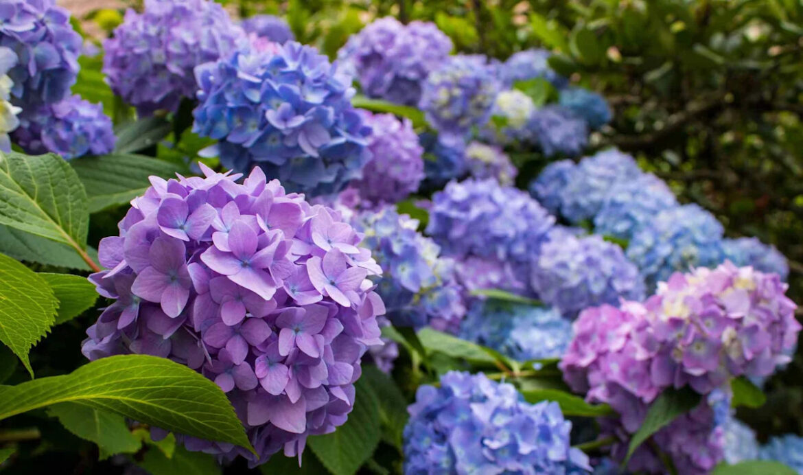 Your Hydrangeas Can Keep Blooming All Summer—Here’s What Gardeners Recommend Your Hydrangeas Can Keep Blooming All Summer—Here’s What Gardeners Recommend