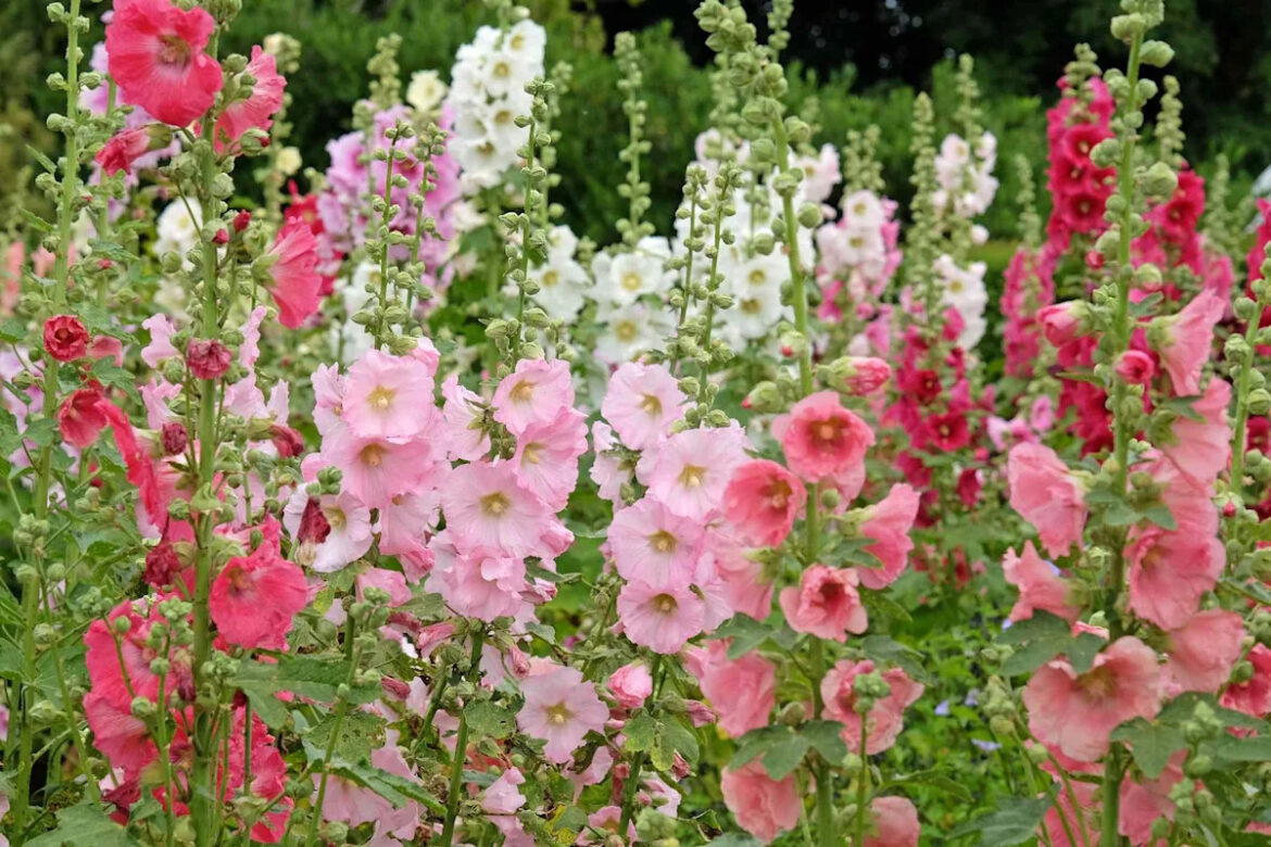 7 Low-Allergen Flowering Shrubs Perfect for Allergy-Sensitive Gardeners 7 Low-Allergen Flowering Shrubs Perfect for Allergy-Sensitive Gardeners