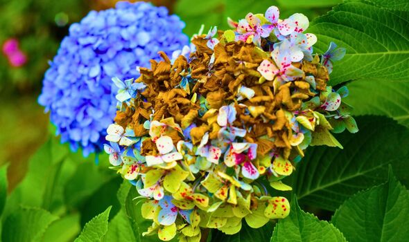 Picture of wilted hydrangeas in a garden 