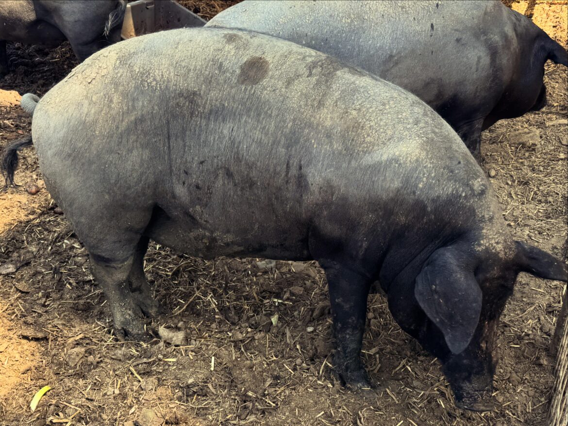 Iberico pigs Iberico pigs